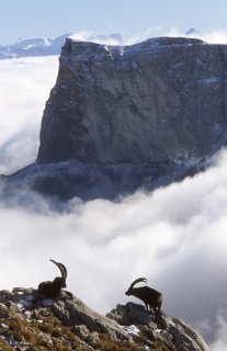 Deux bouquetins mâles devant le Mont-Aiguille