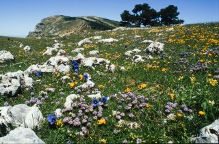 Tapis de fleurs du printemps sur le Glandasse