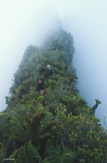 Ile Robinson Crusoé. Sur la crête qui mène au sommet du Yunque