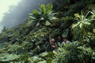 Ile Robinson Crusoé. Au sommet du Yunque avec 3 gardes du parc qui posent sous la yunquea, plante endémique de ce sommet