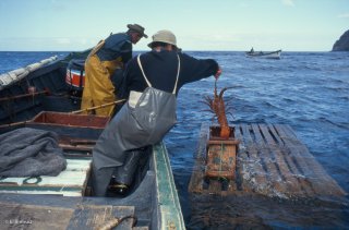 Antonio et Popito, pêcheurs de langoustes. En attendant l'arrivée du cargo qui arrive de Valparaiso une fois par mois, les langoustes sont stockées dans ces caisses