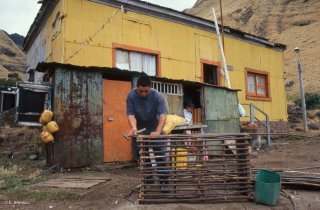 Ile Alexander Selkirk. Popito fabrique un casier à langouste