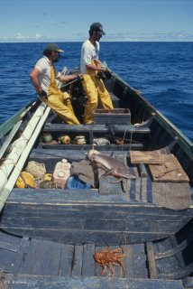 Ile Alexander Selkirk. Les pêcheurs de langoustes remontent les casiers