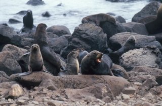 Ile Alexander Selkirk. Plage d'otaries