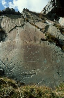 Vallée des Merveilles. Représentation de nombreux corniformes autour d'une hallebarde