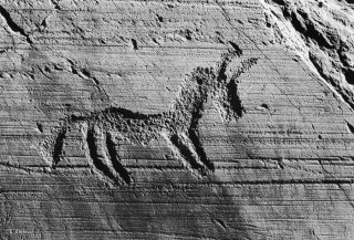 Parc national de Naquane. Cheval