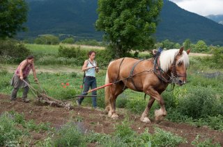 Labours avec le cheval