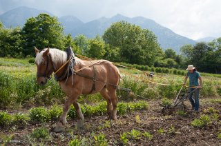 Labours avec le cheval