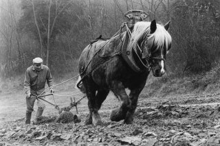 Pierre Nivon laboure avec son cheval à Saint-Martin d'Août dans la Drôme. Décembre 2002