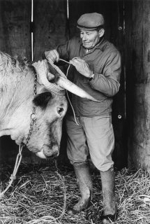 Pierre Nivon installe le joug de ses boeufs pour aller labourer à Saint-Martin d'Août dans la Drôme. Décembre 2002