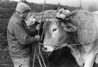 Pierre Nivon laboure avec ses bœufs à Saint-Martin d'Août dans la Drôme. Décembre 2002