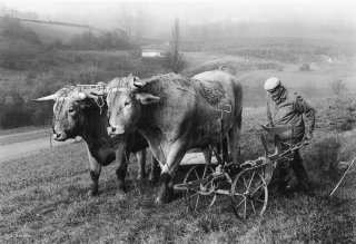 Pierre Nivon se prépare à labourer avec ses bœufs à Saint-Martin d'Août dans la Drôme. Décembre 2002