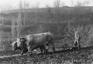 Pierre Nivon laboure avec ses bœufs à Saint-Martin d'Août dans la Drôme. Décembre 2002