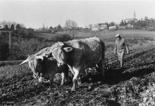 Pierre Nivon laboure avec ses bœufs à Saint-Martin d'Août dans la Drôme. Décembre 2002