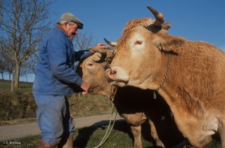 Pierre Nivon avec ses boeufs de labours à Saint-Martin d'Août dans la Drôme. Décembre 2002