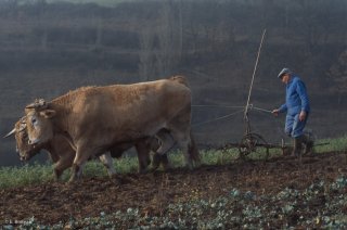 Pierre Nivon laboure avec ses bœufs à Saint-Martin d'Août dans la Drôme. Décembre 2002