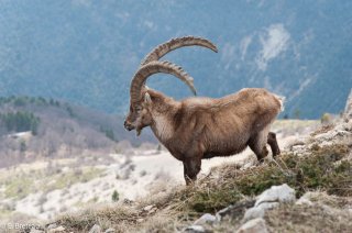 Bouquetin mâle dans le Vercors