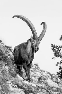 Bouquetin mâle dans le Vercors