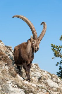 Bouquetin mâle dans le Vercors