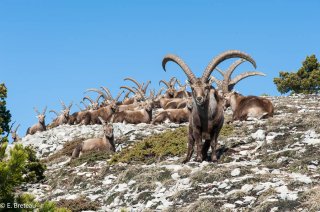 Harde de bouquetins mâles dans le Vercors