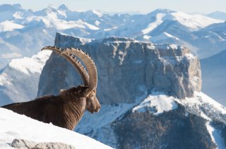 Bouquetin mâle devant le mont Aiguille dans le Vercors