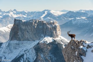 Bouquetin mâle devant le mont Aiguille dans le Vercors