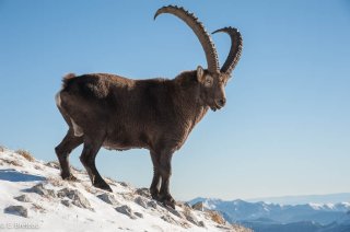 Bouquetin mâle dans le Vercors