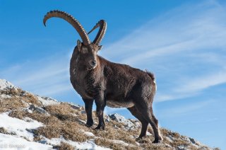 Bouquetin mâle dans le Vercors