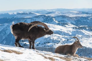 Bouquetin mâle et étagne dans le Vercors. Période du rut