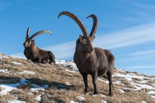 Bouquetins mâles dans le Vercors