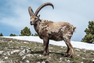 Bouquetin mâle dans le Vercors au printemps entrain de muer