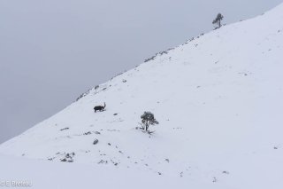 Bouquetin mâle dans le Vercors