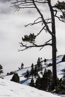 Bouquetin mâle dans le Vercors