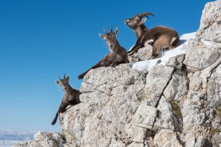 Deux étagnes et jeune bouquetin mâle dans le Vercors