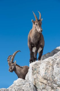 Bouquetin mâle derrière une étagne dans le Vercors