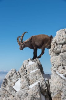 Bouquetin mâle dans le Vercors