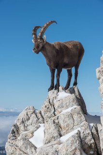 Bouquetin mâle dans le Vercors