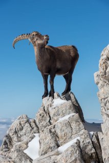 Bouquetin mâle dans le Vercors