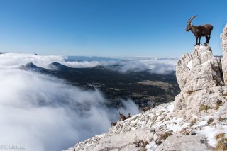 Bouquetin mâle dans le Vercors