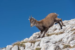 éterlou dans le Vercors