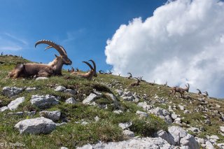 Bouquetins mâles dans le Vercors