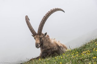 Bouquetin mâle dans le Vercors