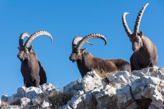 Bouquetins mâles dans le Vercors