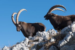 Bouquetins mâles dans le Vercors