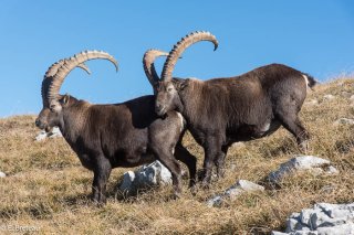 Bouquetins mâles dans le Vercors