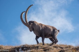 Bouquetin mâle dans le Vercors