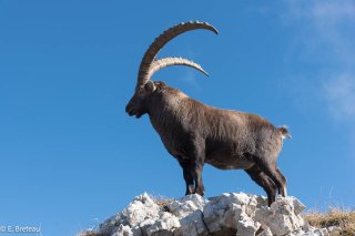 Bouquetin mâle dans le Vercors