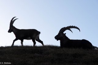 Bouquetins mâles dans le Vercors