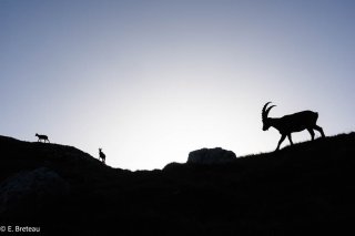 Bouquetin mâle, étagne et éterlou dans le Vercors