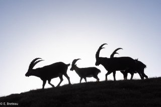 Bouquetins mâles dans le Vercors